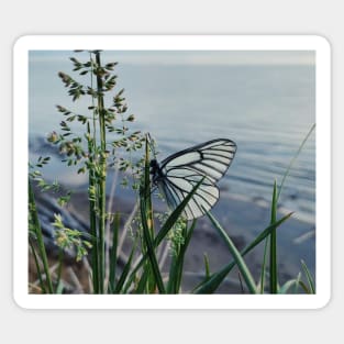 Butterfly of hope Sticker